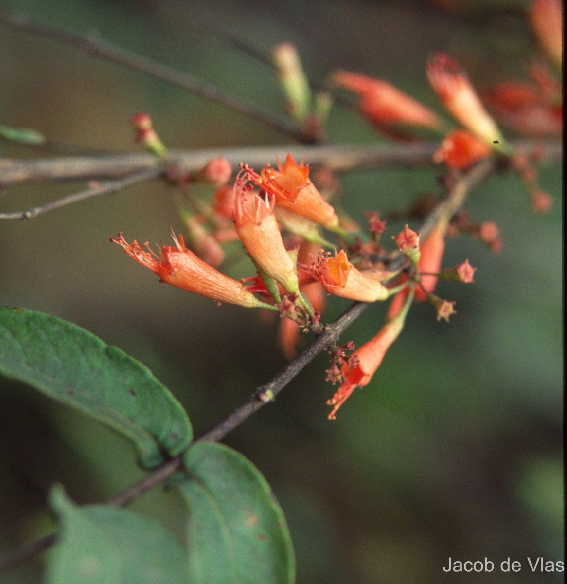 Woodfordia fruticosa (L.) Kurz